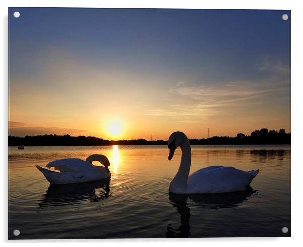 Two Swans at Sunset Acrylic by Mark Kelly