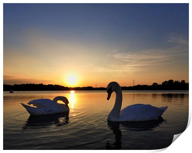 Two Swans at Sunset Print by Mark Kelly