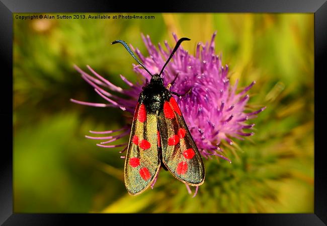 Six Spot Burnet moth Framed Print by Alan Sutton