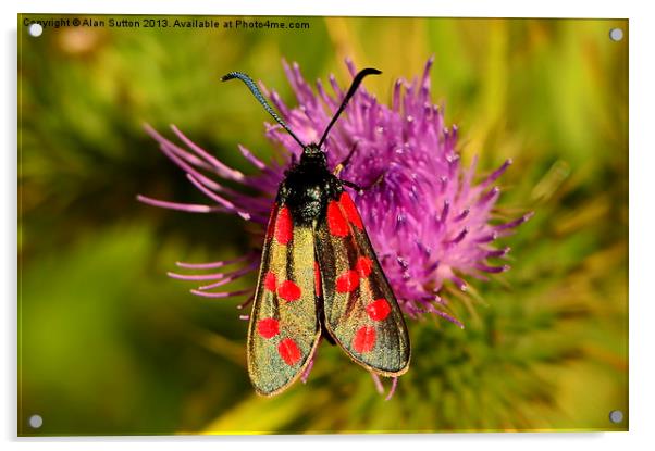 Six Spot Burnet moth Acrylic by Alan Sutton
