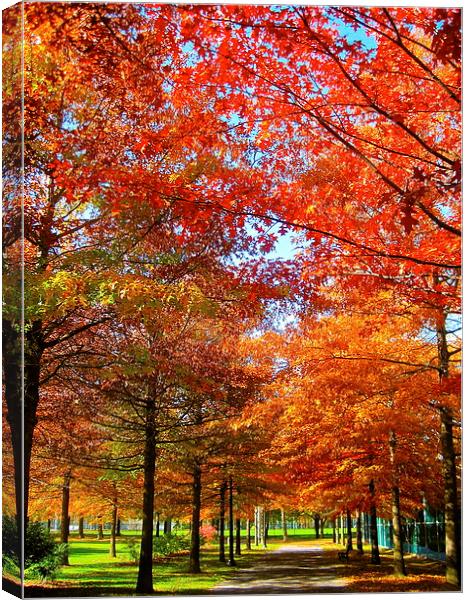 Walkway in Autumn Canvas Print by Michael Wood