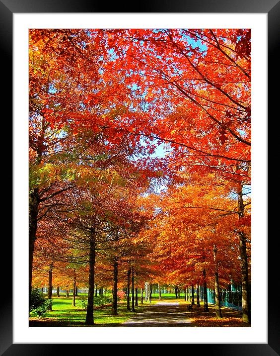 Walkway in Autumn Framed Mounted Print by Michael Wood