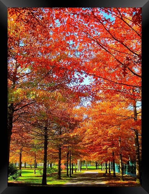 Walkway in Autumn Framed Print by Michael Wood