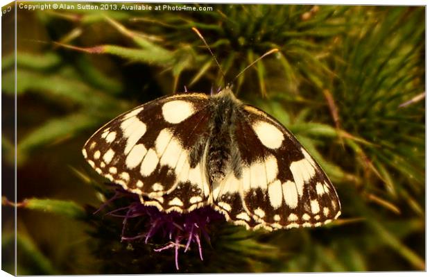 Marbled White Butterfly Canvas Print by Alan Sutton