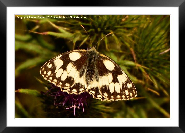 Marbled White Butterfly Framed Mounted Print by Alan Sutton