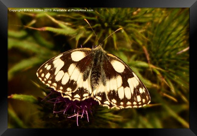 Marbled White Butterfly Framed Print by Alan Sutton