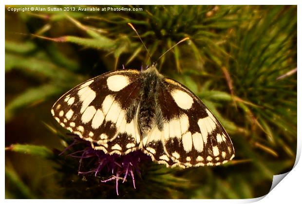 Marbled White Butterfly Print by Alan Sutton