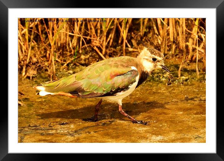 Lapwing Framed Mounted Print by Alan Sutton