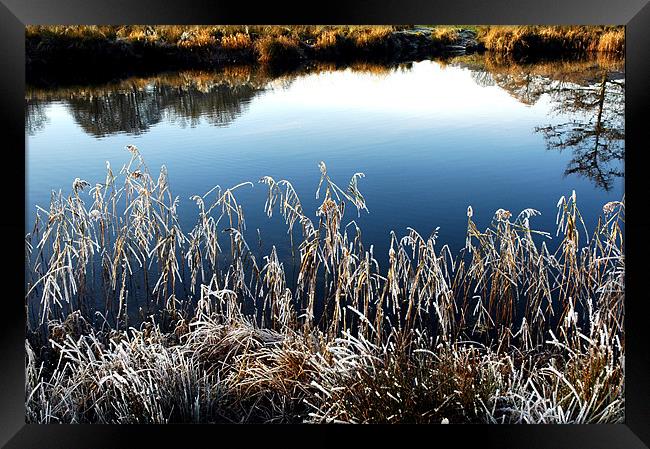 ICY REEDS ON THE WATER Framed Print by JEAN FITZHUGH