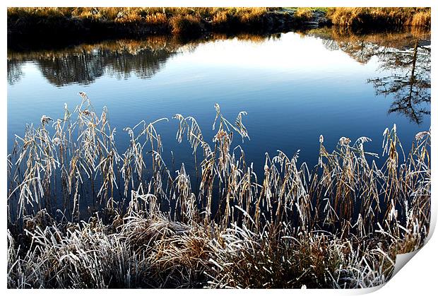 ICY REEDS ON THE WATER Print by JEAN FITZHUGH