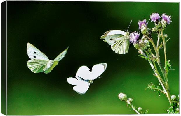 Dance of the butterflies Canvas Print by Alan Sutton