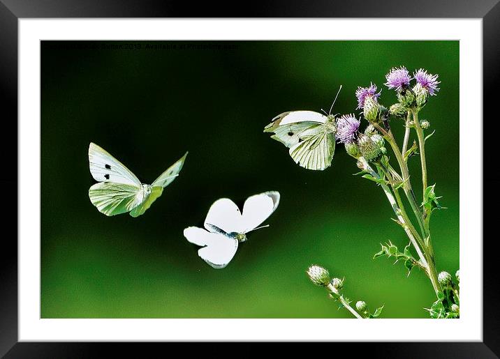 Dance of the butterflies Framed Mounted Print by Alan Sutton