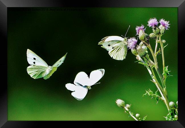 Dance of the butterflies Framed Print by Alan Sutton