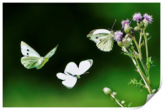 Dance of the butterflies Print by Alan Sutton