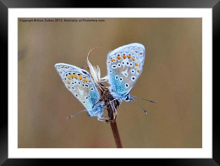 Common Blue Butterflies Framed Mounted Print by Alan Sutton