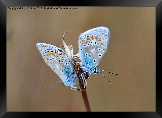 Common Blue Butterflies Framed Print by Alan Sutton