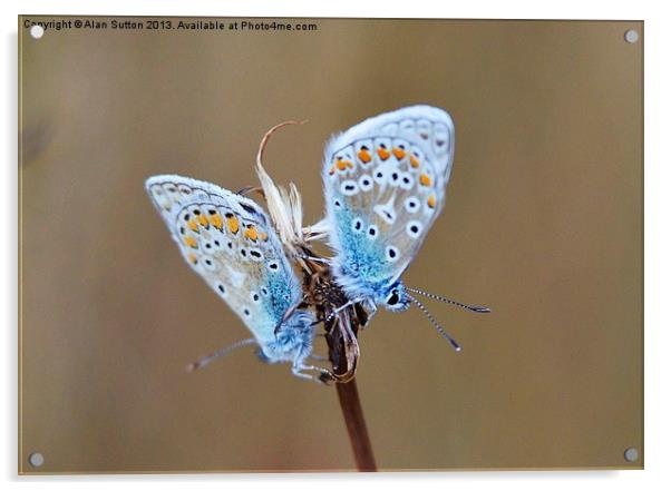 Common Blue Butterflies Acrylic by Alan Sutton