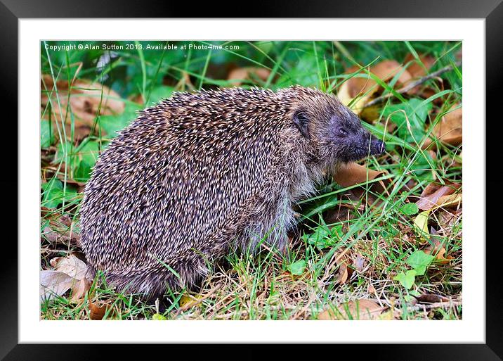Hedgehog Framed Mounted Print by Alan Sutton