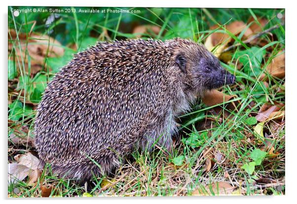 Hedgehog Acrylic by Alan Sutton