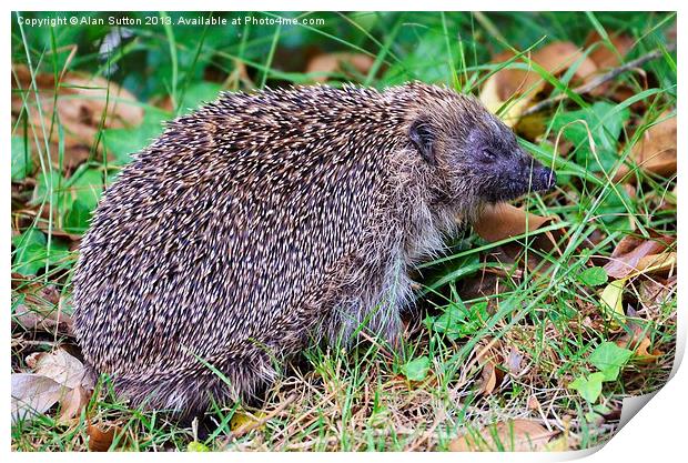 Hedgehog Print by Alan Sutton