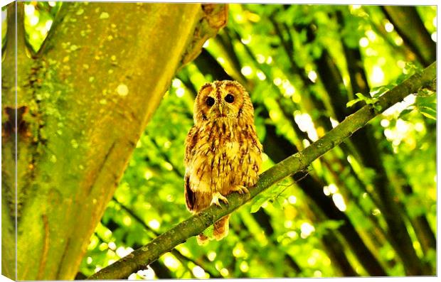 Tawny Owl roosting. Canvas Print by Alan Sutton