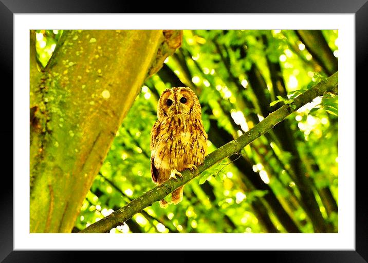 Tawny Owl roosting. Framed Mounted Print by Alan Sutton