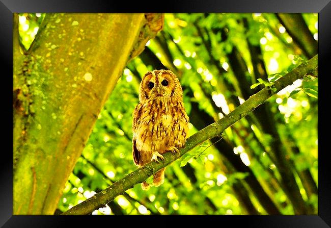 Tawny Owl roosting. Framed Print by Alan Sutton