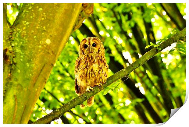 Tawny Owl roosting. Print by Alan Sutton