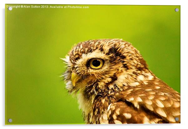 Little Owl portrait. Acrylic by Alan Sutton
