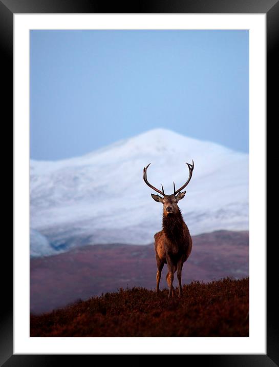 Winter stag portrait Framed Mounted Print by Macrae Images