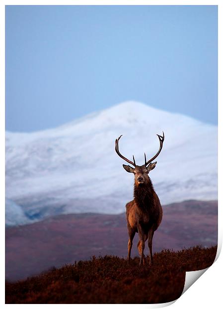 Winter stag portrait Print by Macrae Images