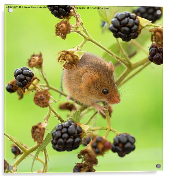 Harvest mouse on a blackberry stem Acrylic by Louise Heusinkveld