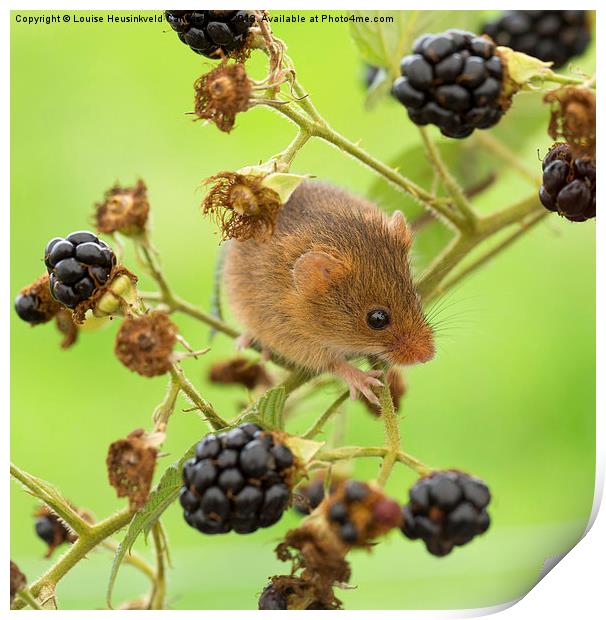 Harvest mouse on a blackberry stem Print by Louise Heusinkveld