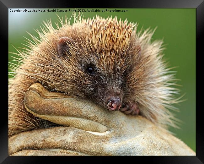 The Hedgehog Framed Print by Louise Heusinkveld