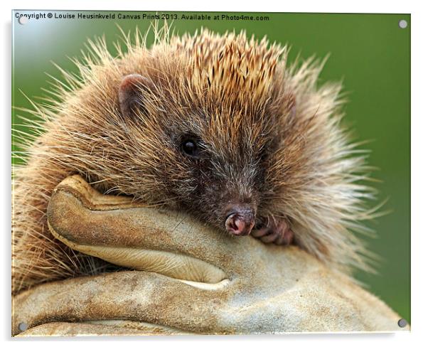 The Hedgehog Acrylic by Louise Heusinkveld