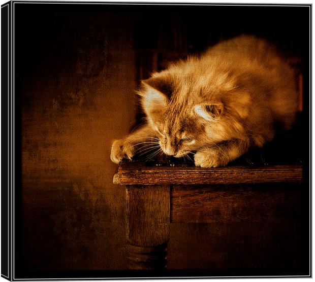 Watching and waiting Canvas Print by Alan Mattison