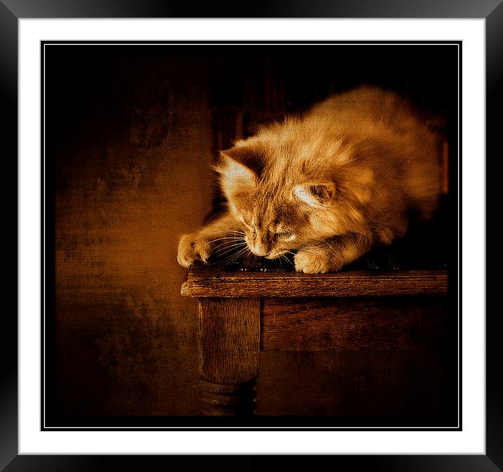 Watching and waiting Framed Mounted Print by Alan Mattison