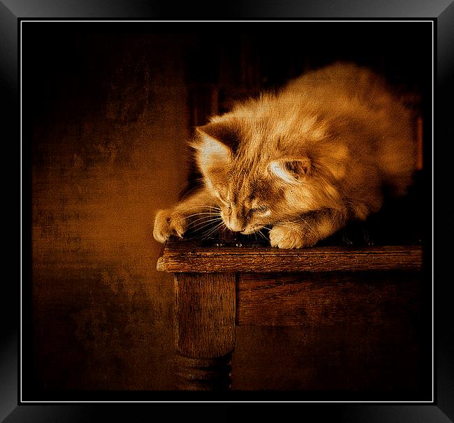 Watching and waiting Framed Print by Alan Mattison