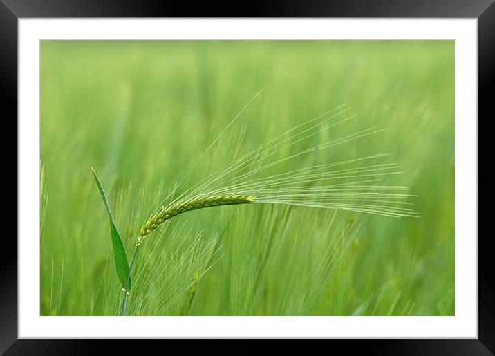 Barley Framed Mounted Print by Mark Kelly