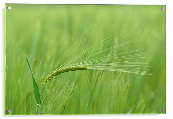 Barley Acrylic by Mark Kelly