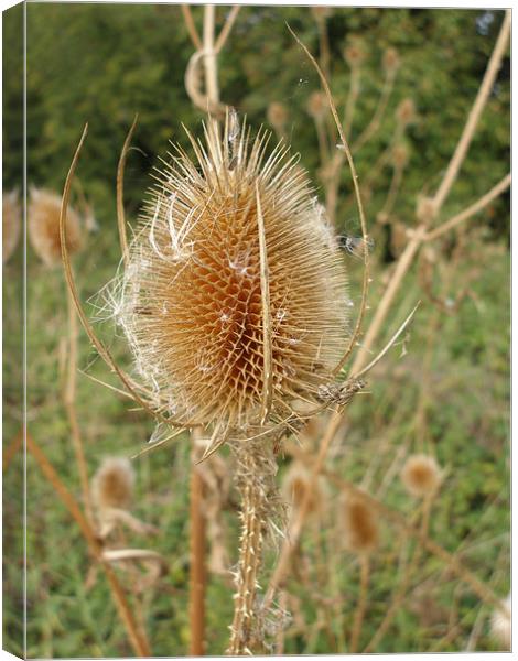 Teasel Canvas Print by Shoshan Photography 