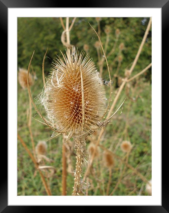 Teasel Framed Mounted Print by Shoshan Photography 