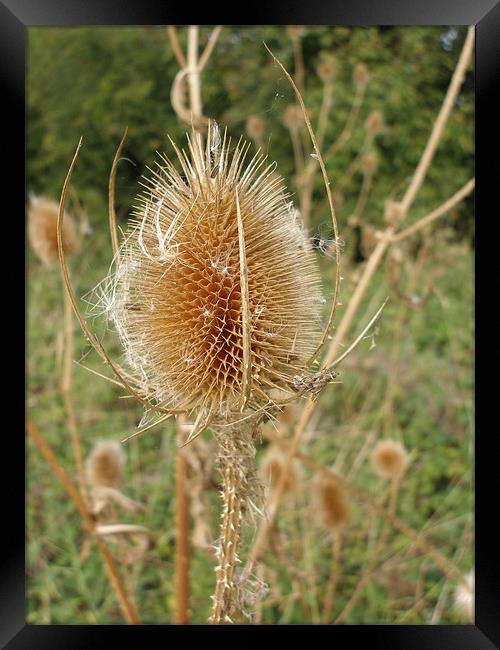 Teasel Framed Print by Shoshan Photography 