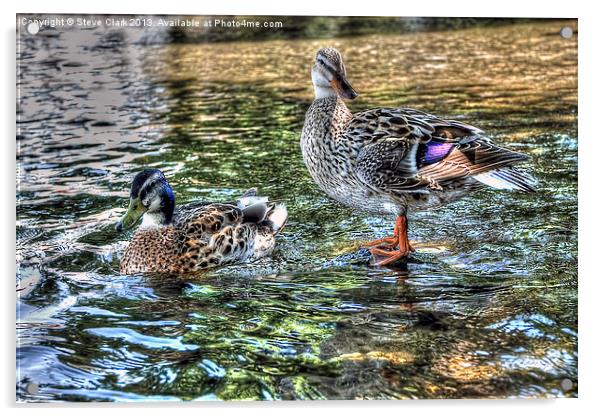 Two Little Ducks Acrylic by Steve H Clark