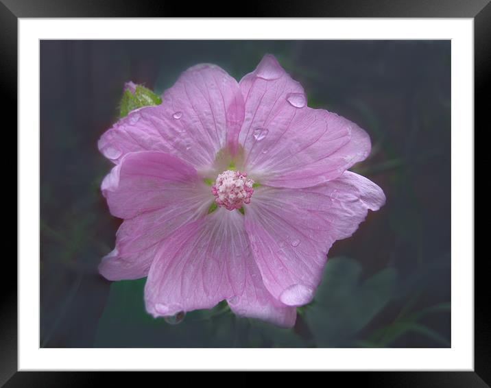 Wet Purple Framed Mounted Print by Dave Holt