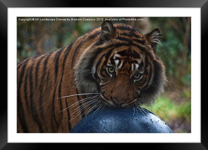 Tiger Framed Mounted Print by Graham Custance