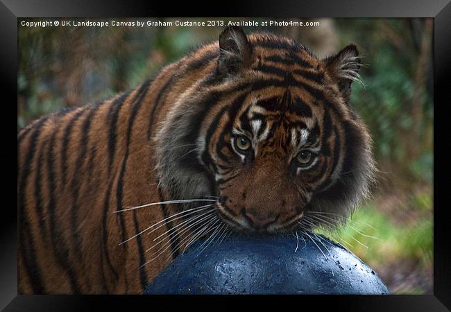 Tiger Framed Print by Graham Custance