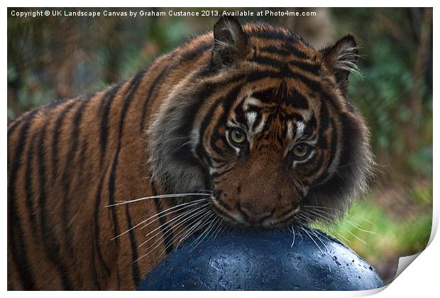 Tiger Print by Graham Custance
