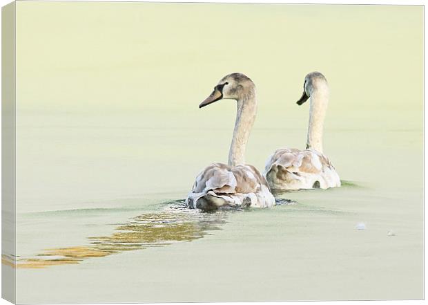 Swans Canvas Print by Vivienne Beck