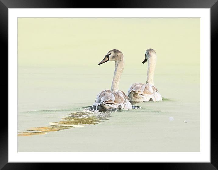 Swans Framed Mounted Print by Vivienne Beck